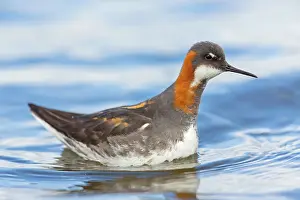 Phalaropus: Red-necked / Northern Phalarope