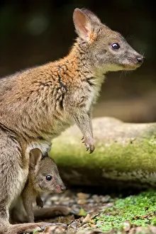 Pouches: Red-necked Pademelon - adult female with joey in its pouch