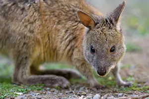 Pademelons: Red-necked Pademelon - portrait of an adult
