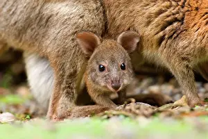 Pouches: Red-necked Pademelon - portrait of a joey looking