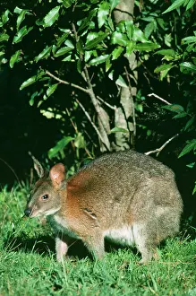 Pademelons: Red-necked PADEMELON - in rainforest