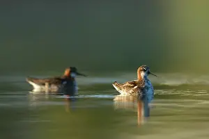 Phalaropus: Red-necked Phalarope