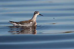 Phalaropus: Red-necked Phalarope