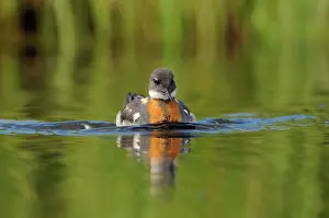 Phalaropus: Red-necked Phalarope