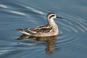 Phalaropus: Red-necked Phalarope