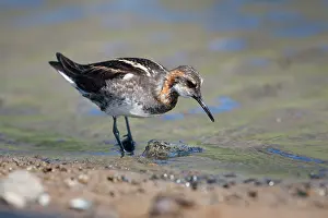 Phalarope: Red-necked Phalarope