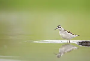 Phalaropus: Red-necked Phalarope