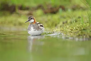 Phalaropus: Red-necked Phalarope