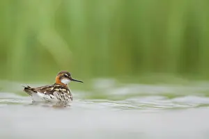 Phalaropus: Red-necked Phalarope