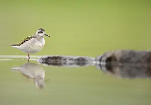 Phalaropus: Red-necked Phalarope