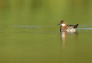 Phalaropus: Red-necked Phalarope