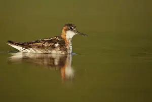 Phalaropus: Red-necked Phalarope