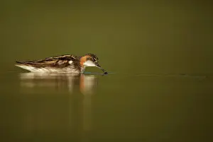 Phalaropus: Red-necked Phalarope