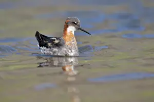 Phalarope: Red-necked Phalarope