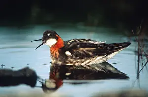 Phalarope: RED-NECKED PHALAROPE