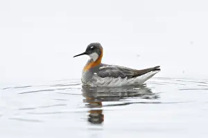 Phalarope: Red-necked Phalarope