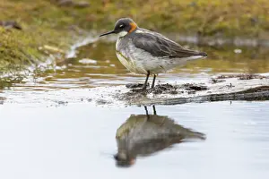 Phalarope: Red-necked Phalarope