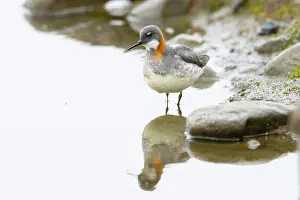 Phalarope: Red-necked Phalarope