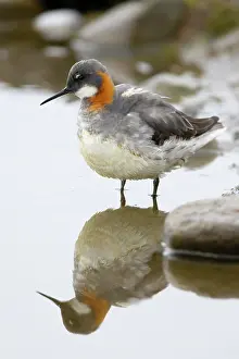 Phalarope: Red-necked Phalarope