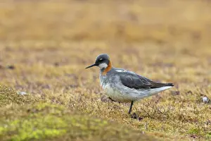 Phalarope: Red-necked Phalarope