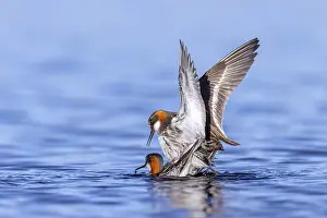 Swedish: Red-necked phalarope