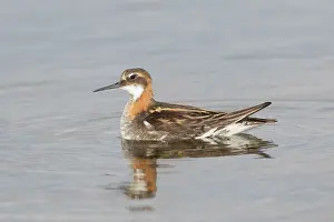 Phalaropus: Red-necked Phalarope - adult male in breeding plumage