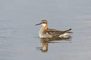 Phalaropus: Red-necked Phalarope - adult male in breeding plumage