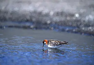 Phalarope: RED-NECKED PHALAROPE - feeding, on water