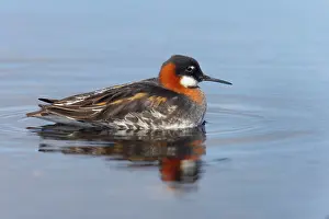 Phalaropus: Red-Necked Phalarope - female