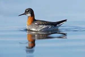 Phalaropus: Red-Necked Phalarope - female