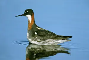 Phalaropus: Red-necked Phalarope - female