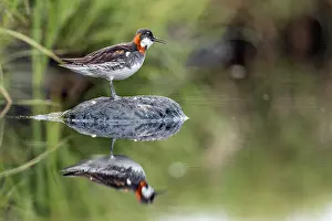 Call: Red Necked Phalarope - Female - Calling - Iceland