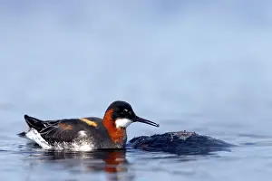 Phalaropus: Red-Necked Phalarope - Female eating insect