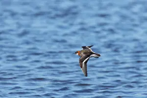 Phalaropus: Red-Necked Phalarope - female in flight