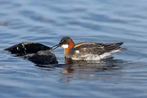 Phalaropus: Red-Necked Phalarope - female searching for insects on rocks