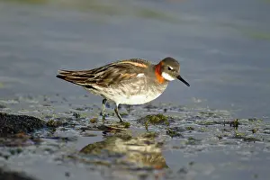 Phalaropus: Red-necked Phalarope - female walking along shore