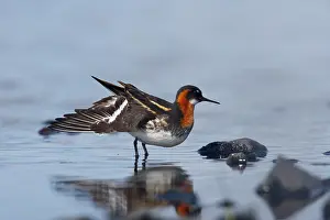 Phalaropus: Red-Necked Phalarope - female wing stretch