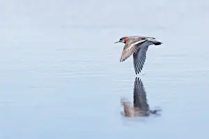 Phalaropus: Red-Necked Phalarope - in flight over water