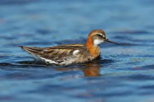 Phalaropus: Red-Necked Phalarope - male