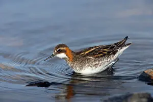 Phalaropus: Red-Necked Phalarope - male hunting for insects