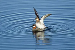Phalaropus: Red-necked Phalarope - pair mating
