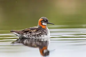 Necked: Red Necked Phalarope - Summer - Iceland