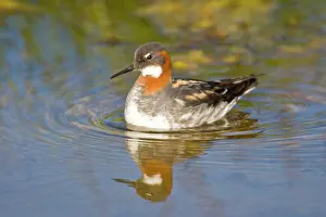 Phalaropus: Red-necked Phalarope swims in a pond near