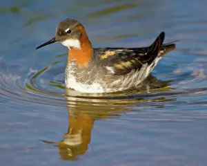 Phalaropus: Red-necked Phalarope swims in a pond near