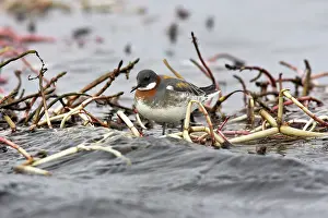 Phalaropus: Red-necked Phalarope - in water