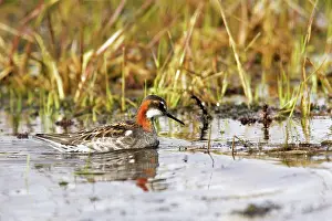 Phalaropus: Red-necked Phalarope - in water