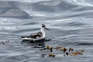 Phalaropus: Red-necked Phalarope - in water