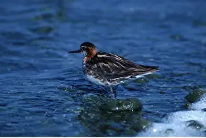 Phalarope: RED NECKED PHALAROPE - in water
