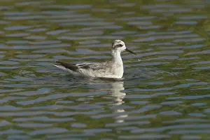 Phalaropus: Red-necked Phalarope - winter plumage