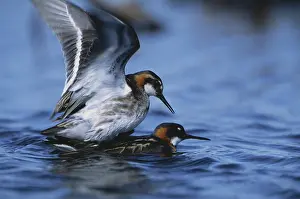 Phalaropus: Red-necked Phalaropes